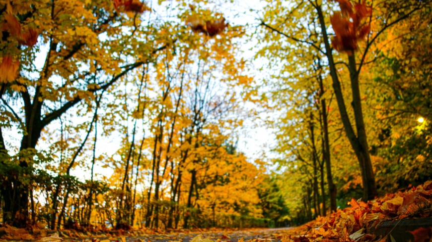 Воробьевы горы осенью, осень на Воробьевых горах, Воробьёвы горы осенью, золотая осень, желтые листья, листопад, деревья осенью, листва