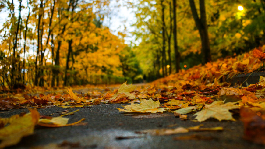 Воробьевы горы осенью, осень на Воробьевых горах, Воробьёвы горы осенью, золотая осень, желтые листья, листопад, деревья осенью, листва
