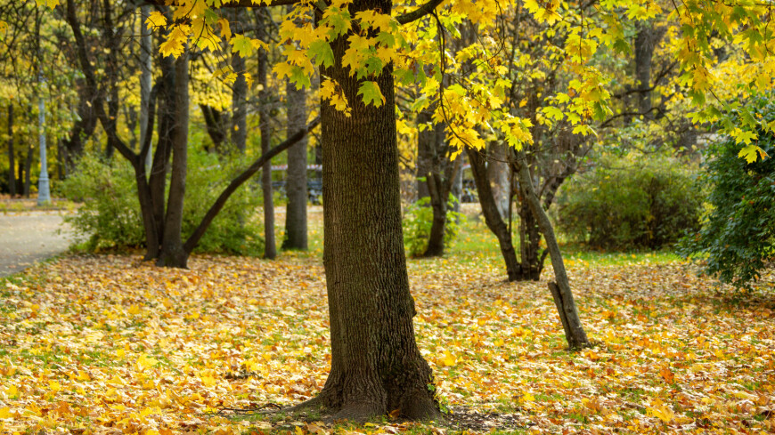 парк Сокольники, Сокольники осенью, парк осенью, осенний парк, золотая осень, желтые листья, желтый лист, листопад, октябрь, деревья осенью, листва