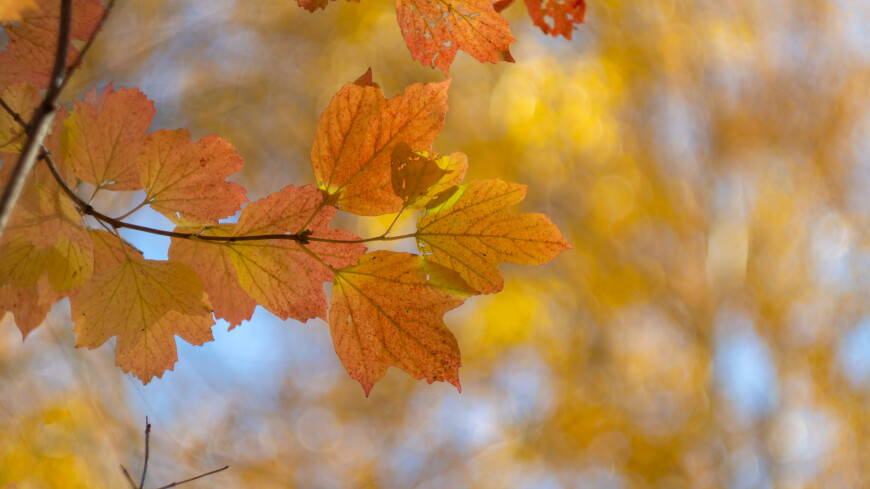 Приметы и поверья на 28 октября: чего нельзя делать в день Ефимия Осеннего