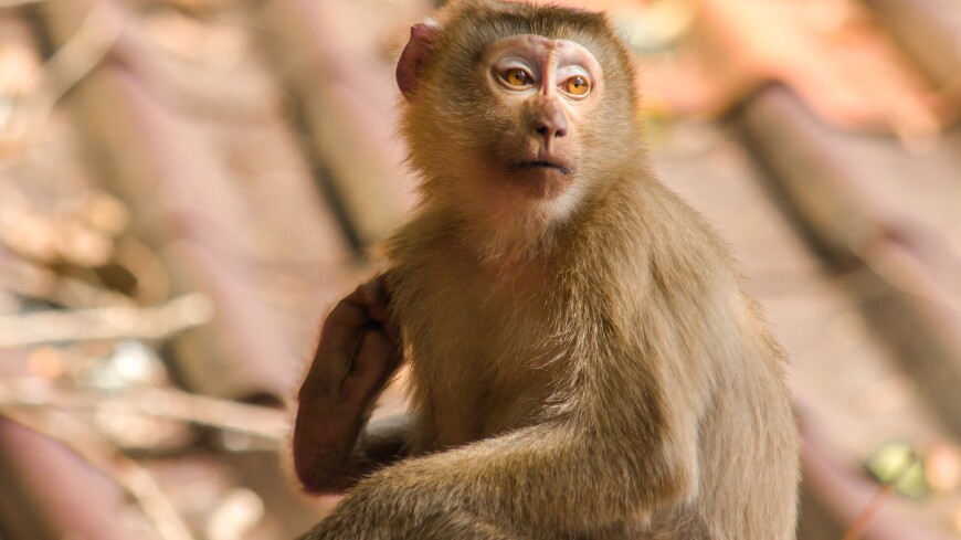У африканских обезьян выявили опасный для людей вирус, схожий с Эболой и ВИЧ
