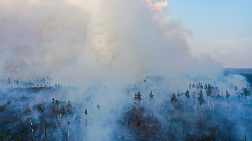 Сильный ветер мешает тушению лесных пожаров в Приамурье