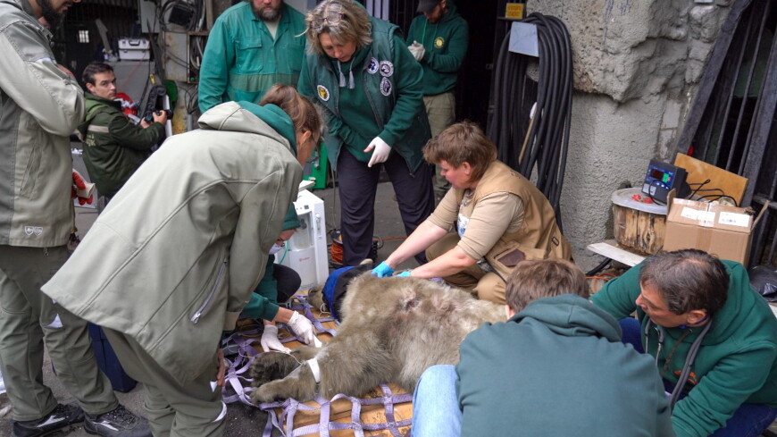 Зоологи заявили об успешной реабилитации Диксона в Московском зоопарке