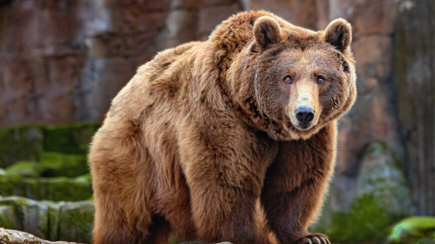 Медведь в Калифорнии забрался в дом, съел мусор и поплавал в бассейне