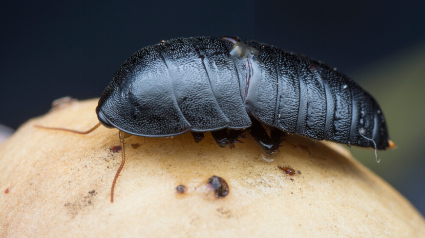 Вымершего 80 лет назад таракана снова нашли в Австралии