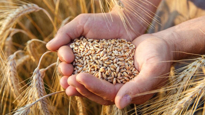 Правительство России прорабатывает изменение квоты на экспорт зерна