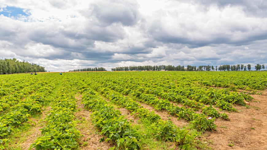 Фото: Татьяна Константинова (МТРК «Мир») &quot;«Мир 24»&quot;:http://mir24.tv/, поле, клубника, грядки, огород, ягода