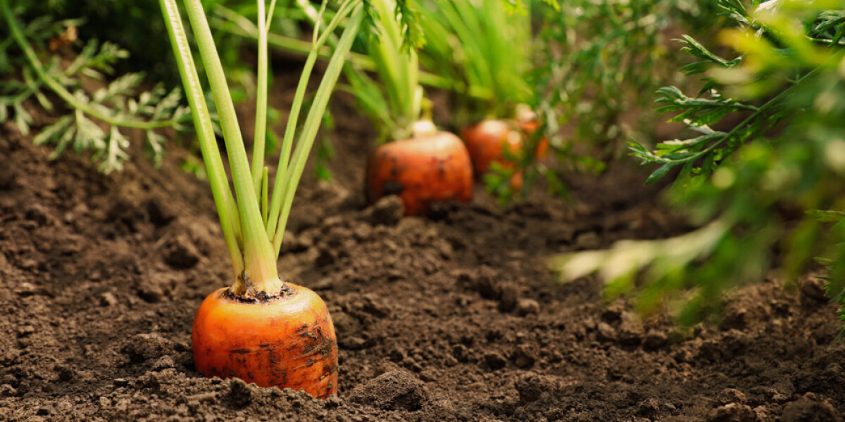 Можно ли садить морковь после моркови. Морковь в огороде. Морковь растет. Как растет морковь фото. Посадки.