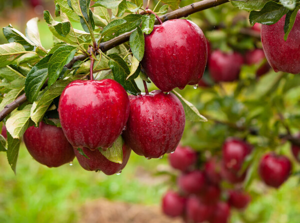 Таджикские садоводы поделились методом правильного сбора и хранения яблок