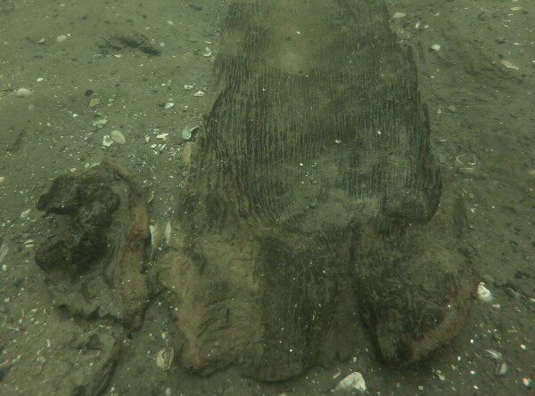 Древнейшее каноэ возрастом 3000 лет нашли в озере Висконсина