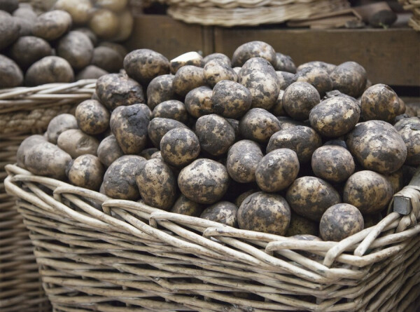 Фермеры Армении готовят урожай картофеля на экспорт