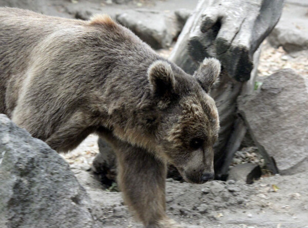 Любопытный медведь перебежал дорогу в Дагестане и стал наблюдать за машинами