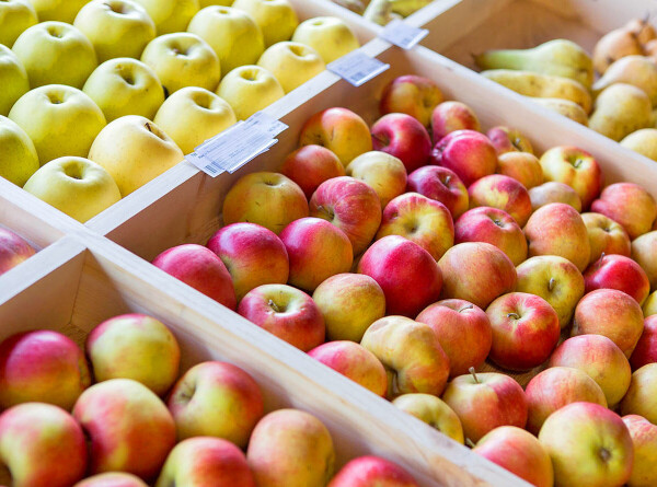 Садоводы Алматинской области собирают урожай яблок