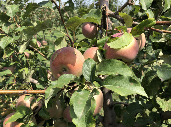 Садоводы Кыргызстана получили богатый урожай яблок