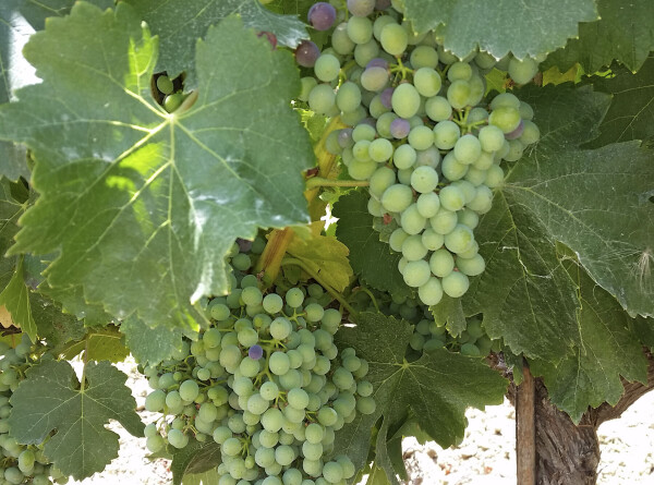 Сезон Ртвели: виноградари Кахетии рассчитывают на богатый урожай