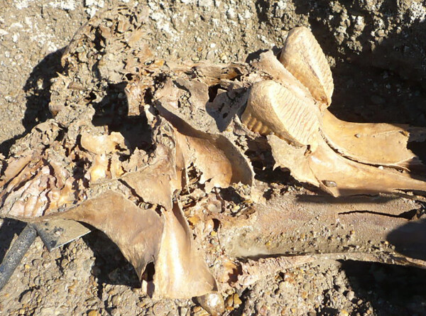 Останки мамонтенка нашли на Ямале