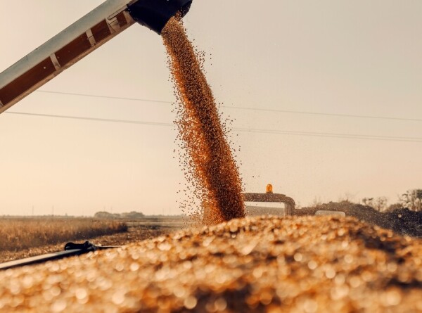 Аграрии Казахстана планируют в полтора раза увеличить экспорт зерна