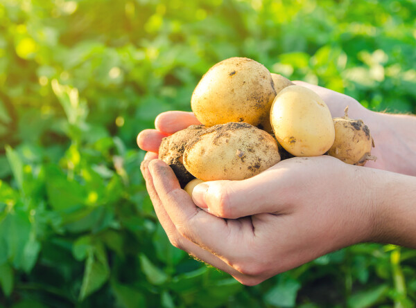 Картофель убрали уже с 20% белорусских полей