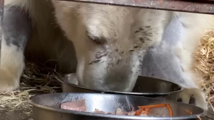 Завтрак в вольер: медведь Диксон радует окружающих аппетитом