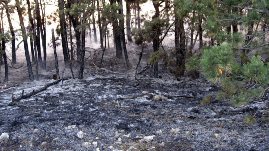 Фото: Елизавета Шагалова, &quot;«МИР 24»&quot;:http://mir24.tv/, лесные пожары, лесной пожар