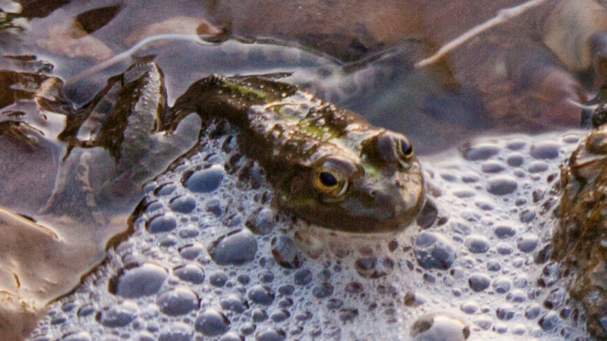 Фото: Елена Андреева, &quot;«Мир24»&quot;:http://mir24.tv/, болото, жаба, лягушка
