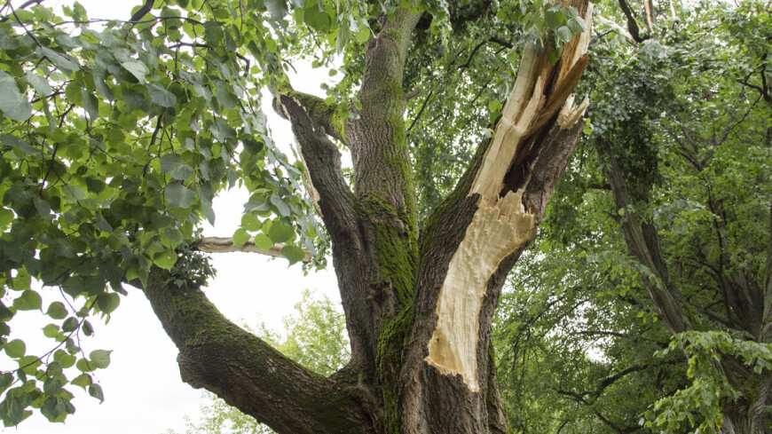 При падении дерева от сильного ветра пострадал человек в подмосковных Люберцах