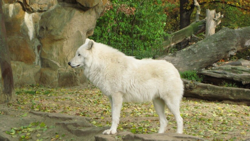 Арктического волка впервые клонировали в Китае
