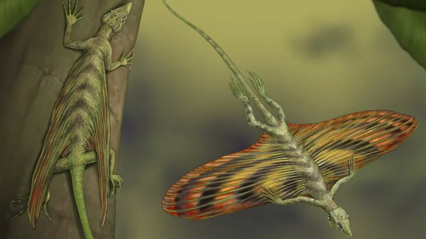 Французские ученые назвали первую в мире летающую рептилию