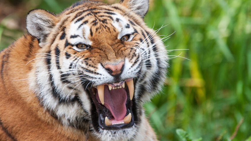 Тигр, сбежавший из зоопарка Украины, угрожает жителям словацкого села