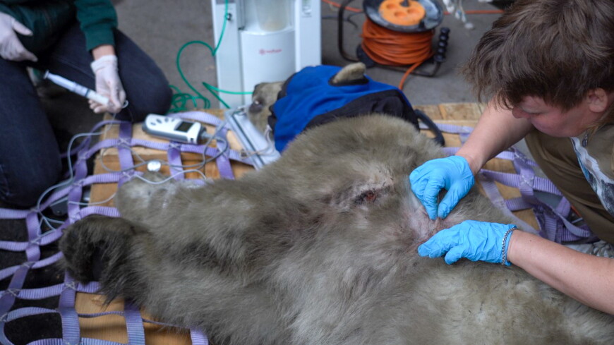 Ветеринары положительно оценили шансы раненного на Диксоне белого медведя