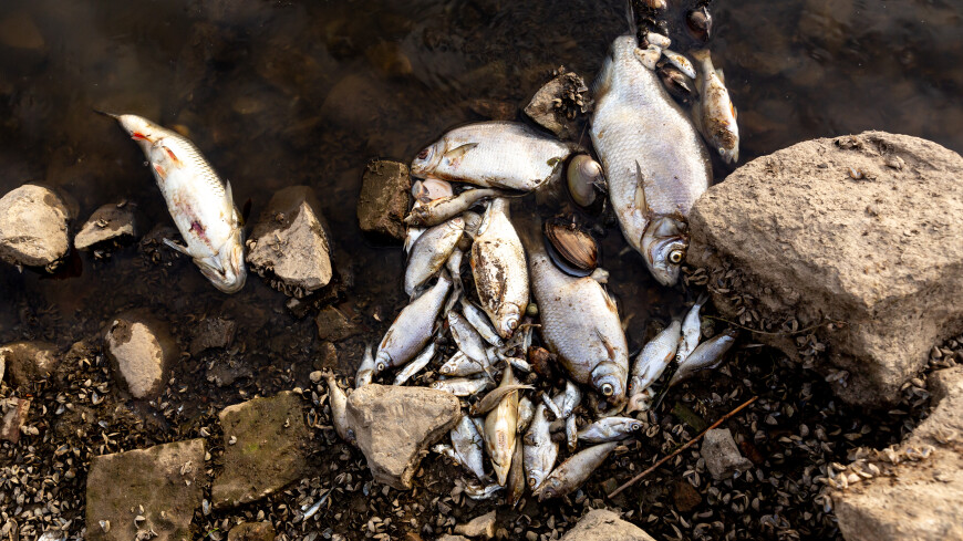 Тонны гниющей рыбы обнаружили в реке Пугачевка на Сахалине