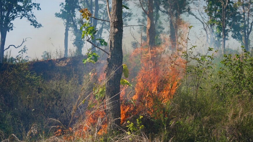 Площадь лесных пожаров на севере Казахстана превысила 40 тысяч гектаров