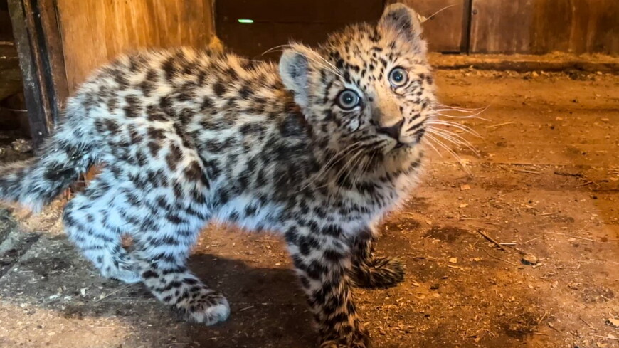 Спасенный в Приморье котенок леопарда вылечился от травмы бедра