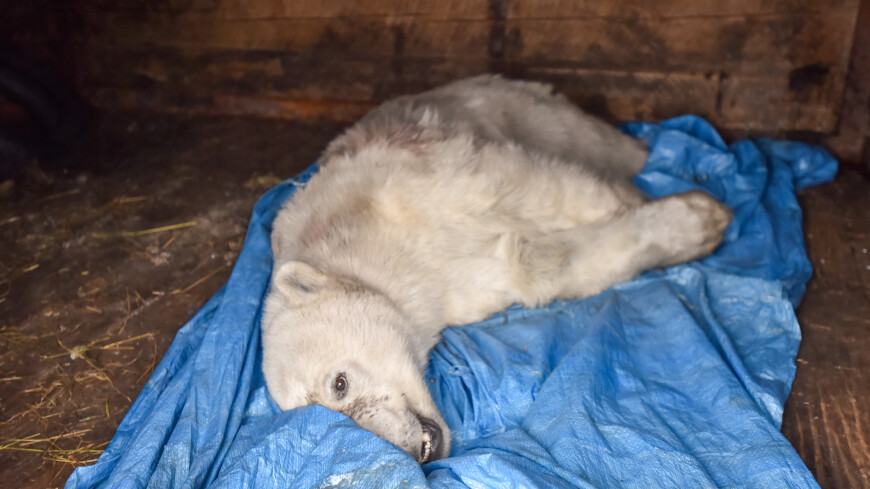 Парализованный белый медведь Диксон удивил ветеринаров