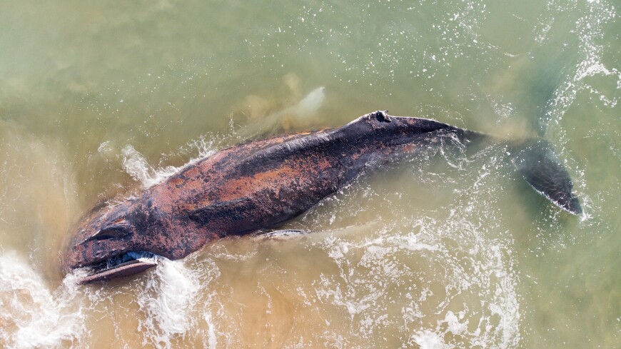 У берегов Австралии обнаружили 14 мертвых китов