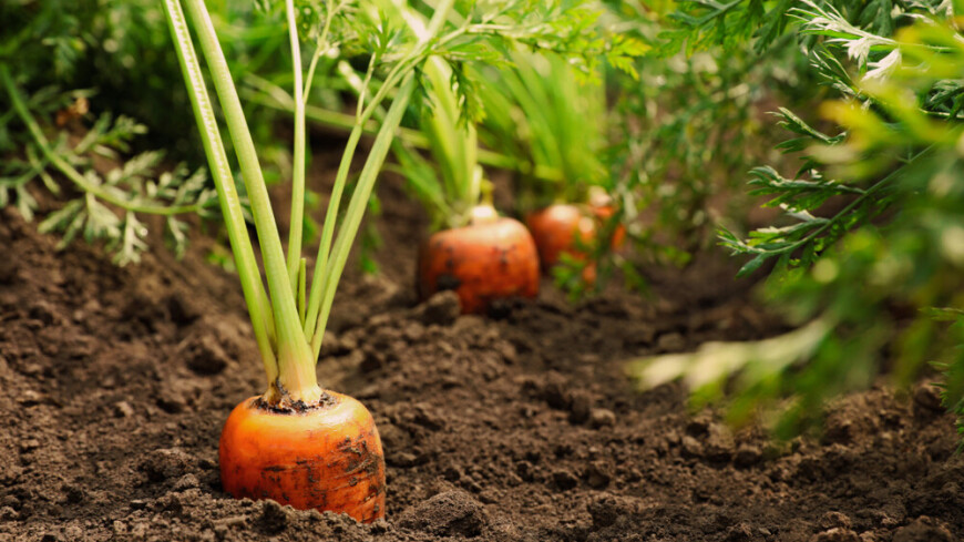 Названы правила осенней посадки моркови и свеклы