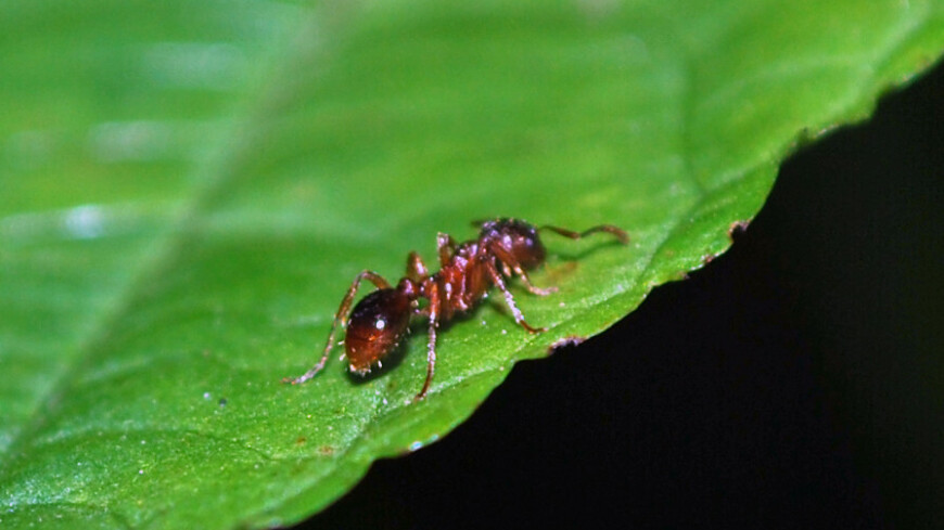 Фото: Сергей Минеев (МТРК «Мир») &quot;«Мир 24»&quot;:http://mir24.tv/, муравей, животные, насекомые