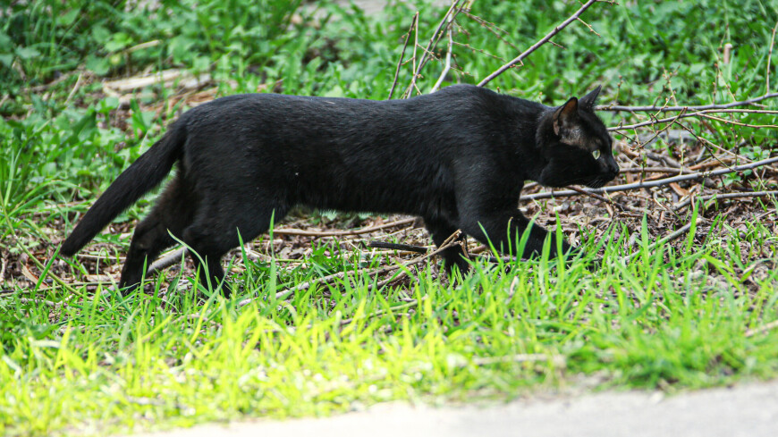 кот, кошка, черный кот, кот в траве, домашние животные, звери