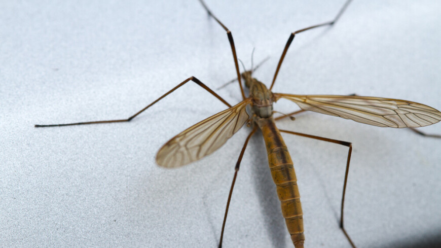 Ученые сократили срок жизни малярийного комара, изменив его ДНК