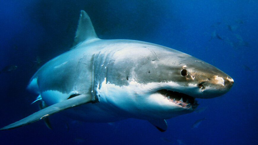 Странные хороводы гигантских акул в Атлантике оказались быстрыми свиданиями