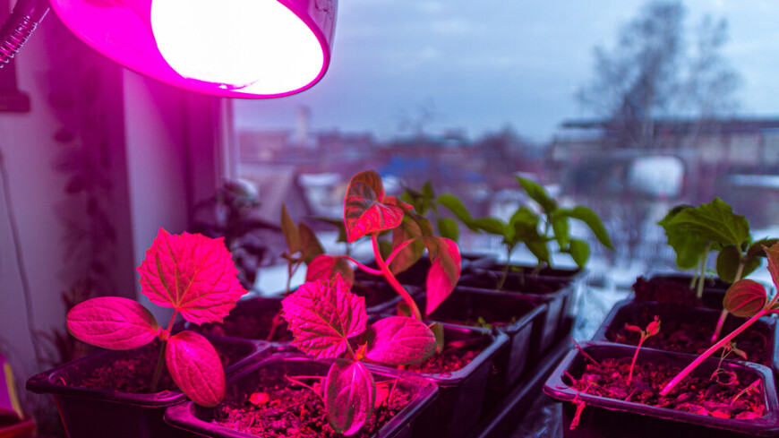 Лампы для растений, фитолампы