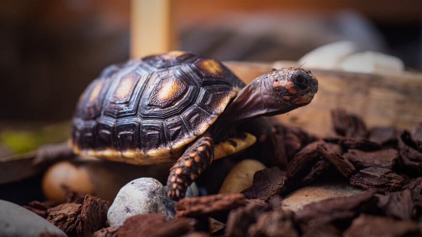 Красноногая черепаха появилась на свет в Московском зоопарке