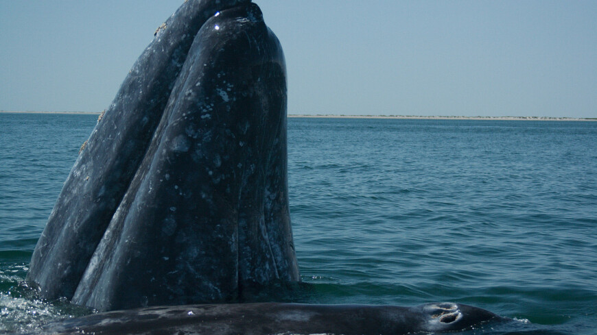 Причину неприятного запаха от серых китов с Чукотки выяснили ученые из МГУ