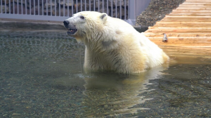 Медведь Диксон из Московского зоопарка научился давать «пять»