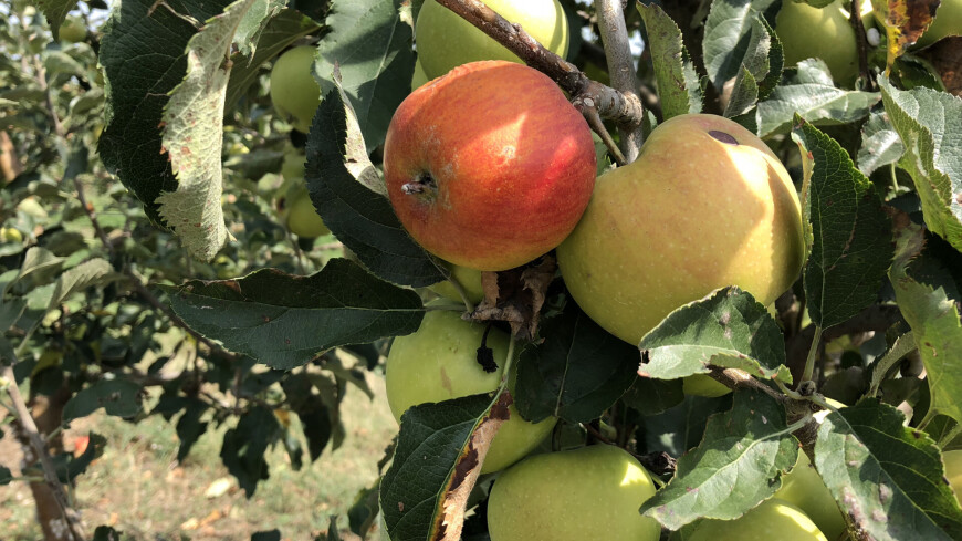 Яблоневый сад в Грузии