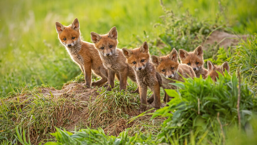У брошенных владельцем в сафари-парке под Сочи краснокнижных лис родились щенята