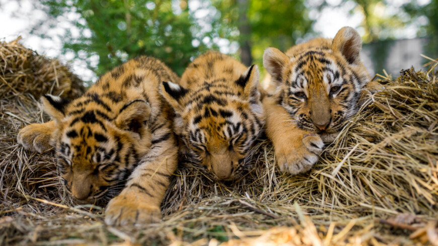 В крымском сафари-парке на свет появились четыре амурских тигренка