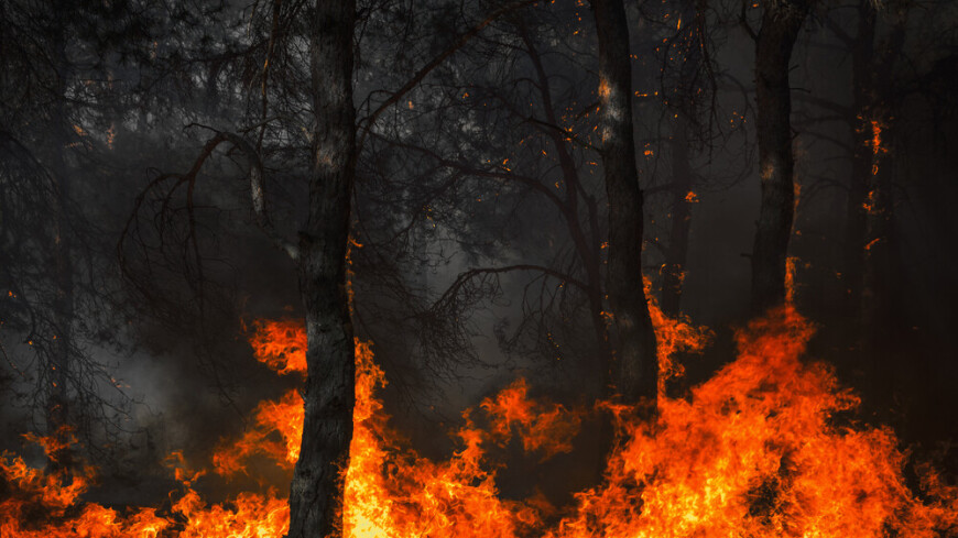 Площадь природных пожаров в России возросла в три раза по сравнению с прошлым годом
