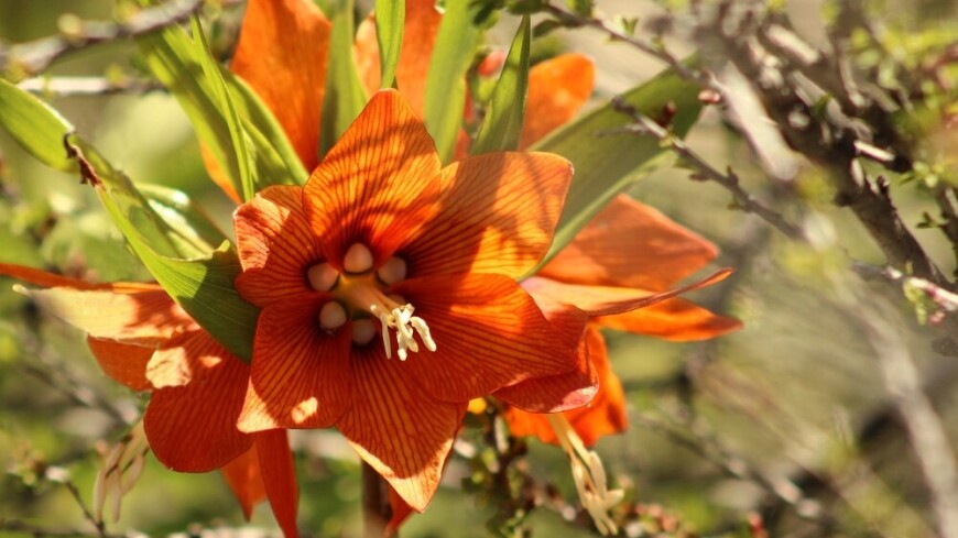 Чудо природы: дикий цветок Айгуль расцвел в ботаническом саду Бишкека