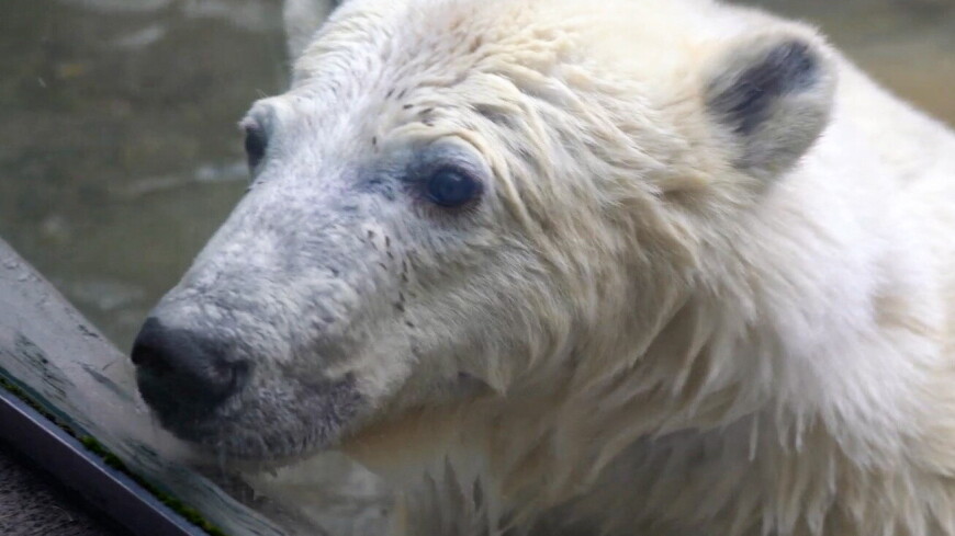 Сотрудники Московского зоопарка увидели положительную динамику в состоянии медведя Диксона